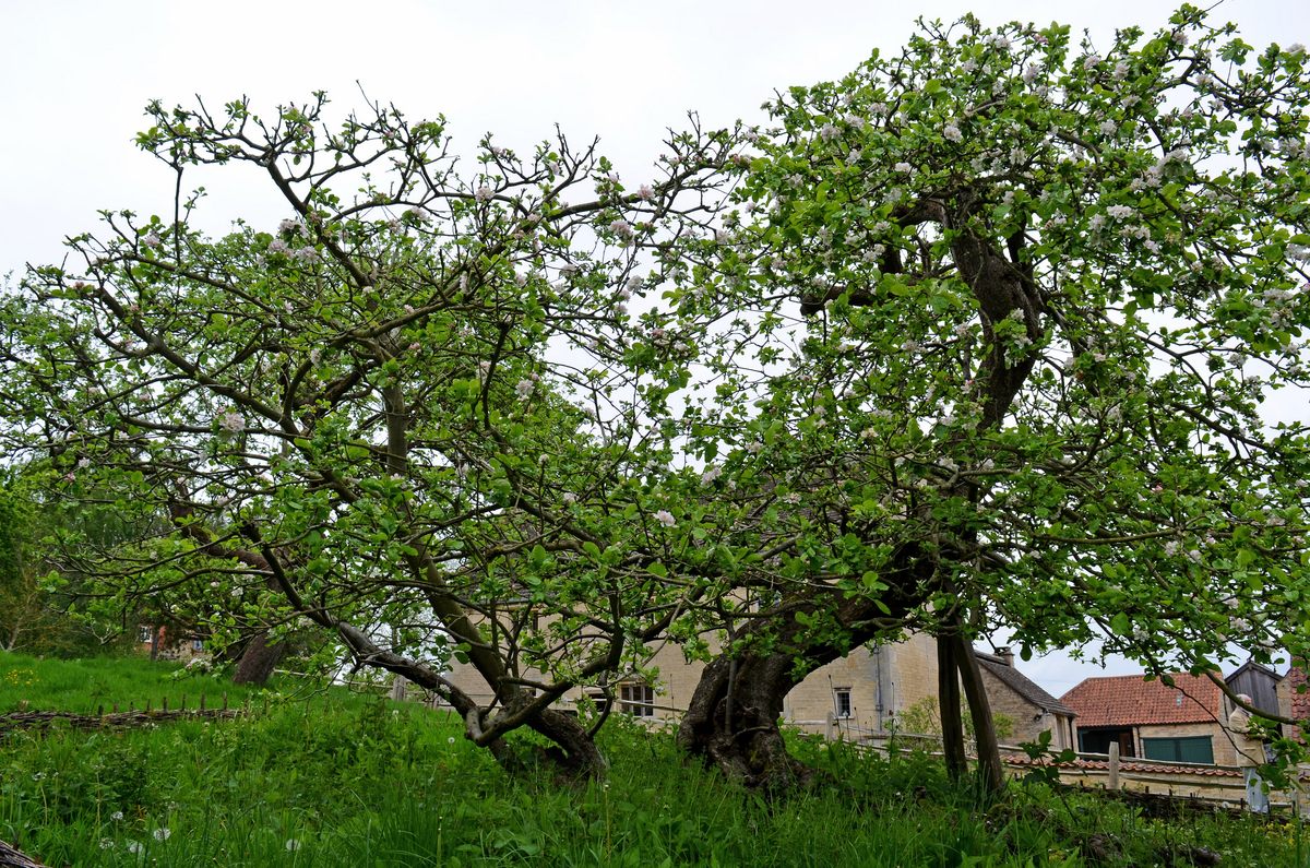 The most likely "Gravity Tree" is still going strong.