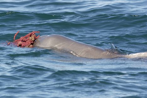 A male dolphin balances a marine sponge on his rostrum.