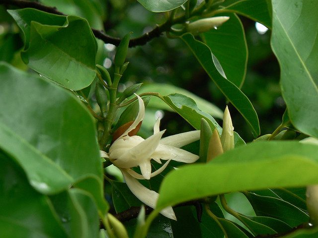 A flower from the Magnoliaceae lineage, found in eastern China.