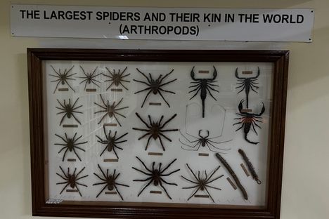 Kuala Lumpur Butterfly Park