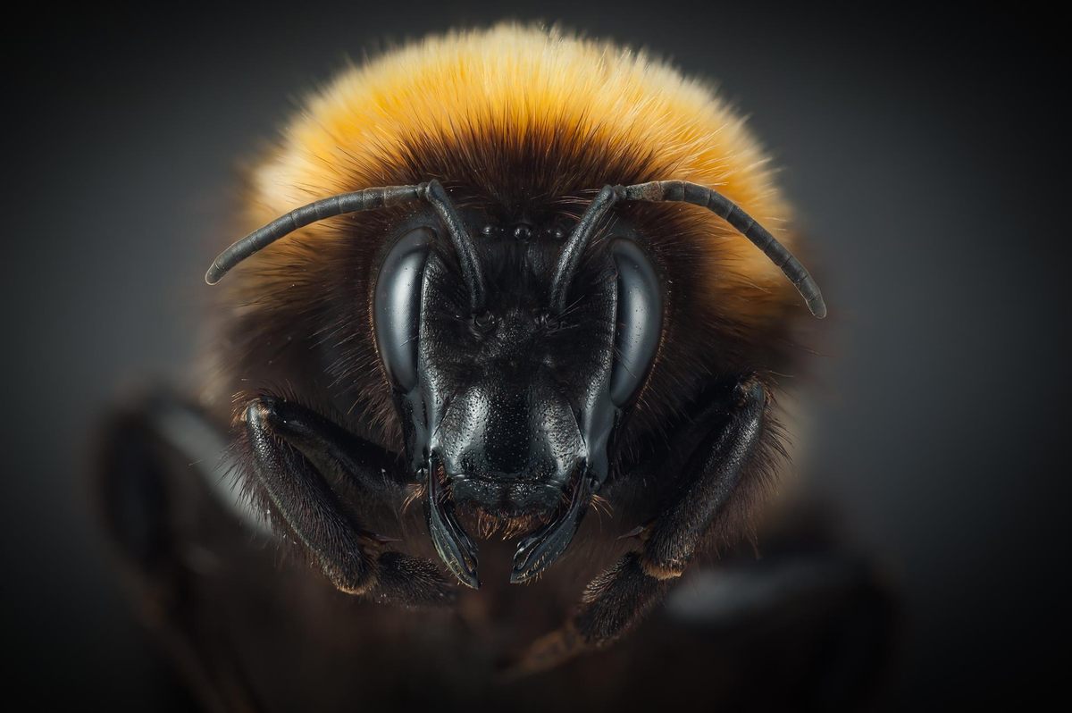 Study finds carrying pollen heats up bumble bees, raises new climate change  questions