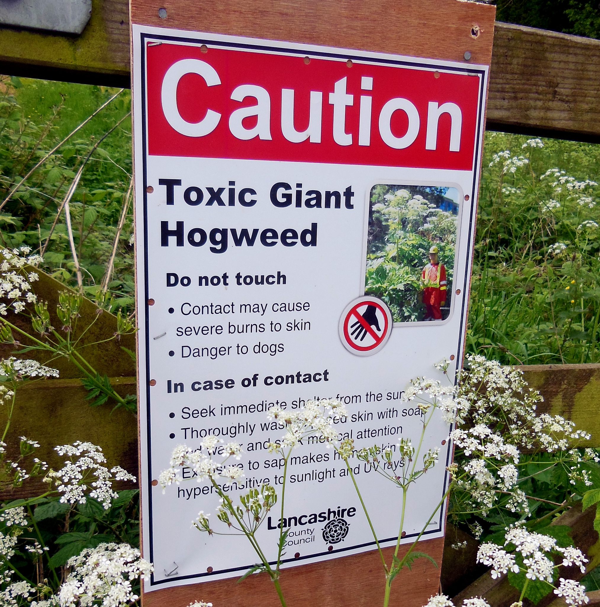 A giant hogweed warning sign in Lancashire County, England.