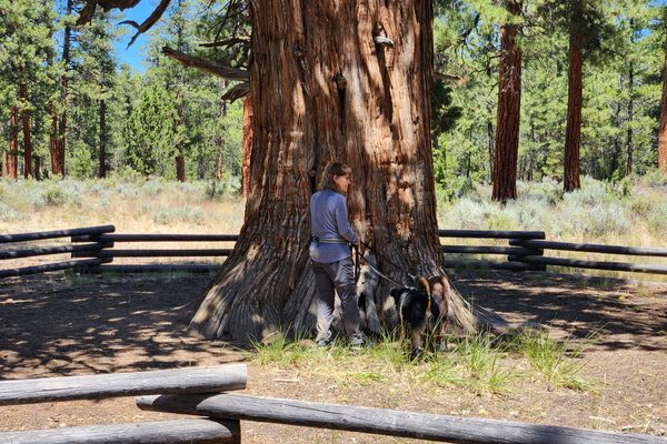 The trunk of the juniper.  Figure gives scale.