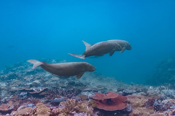 Saving the Sea Cows of Vanuatu