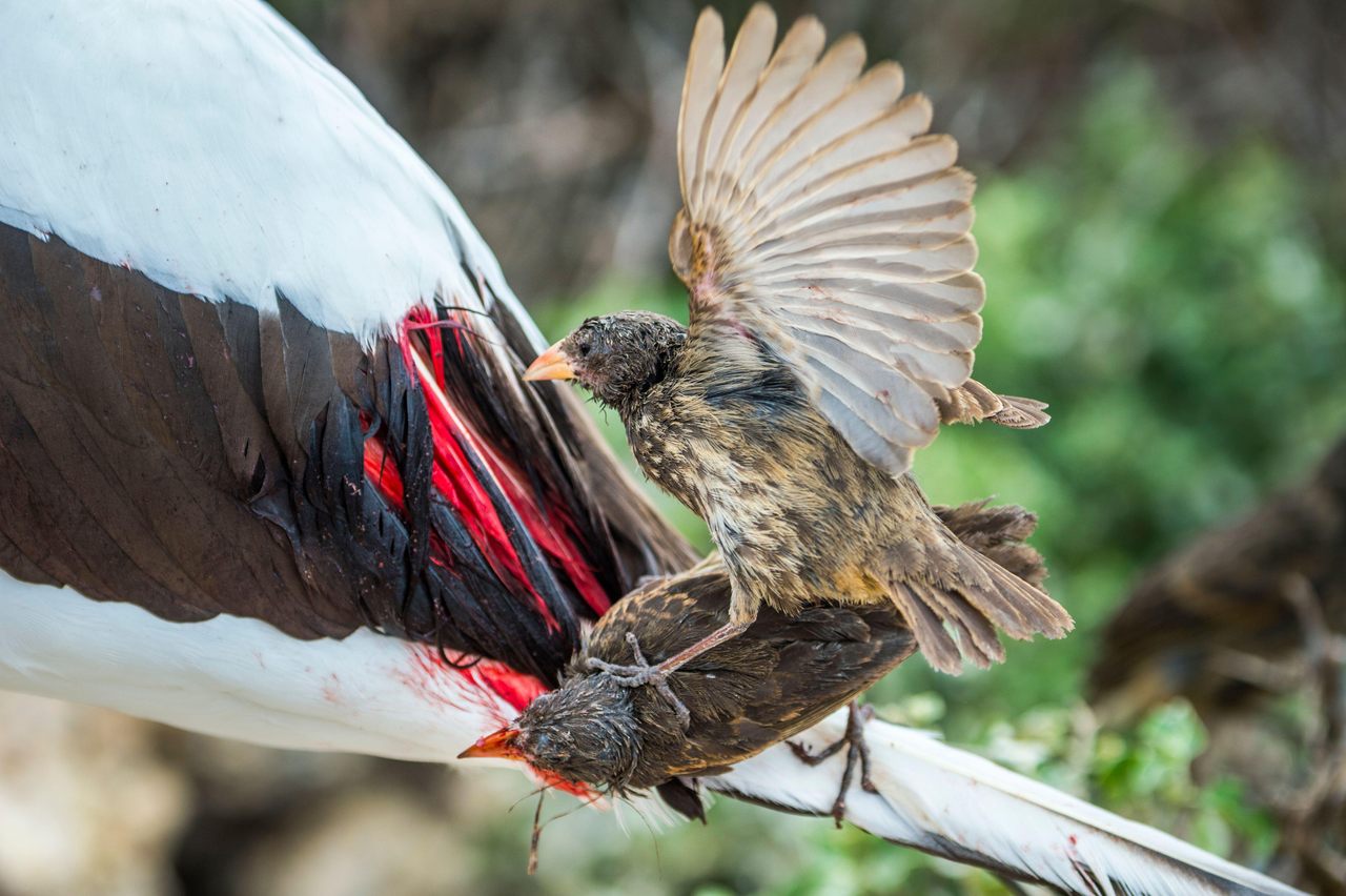 Vampire finches feed on a Nazca booby on Wolf Island.