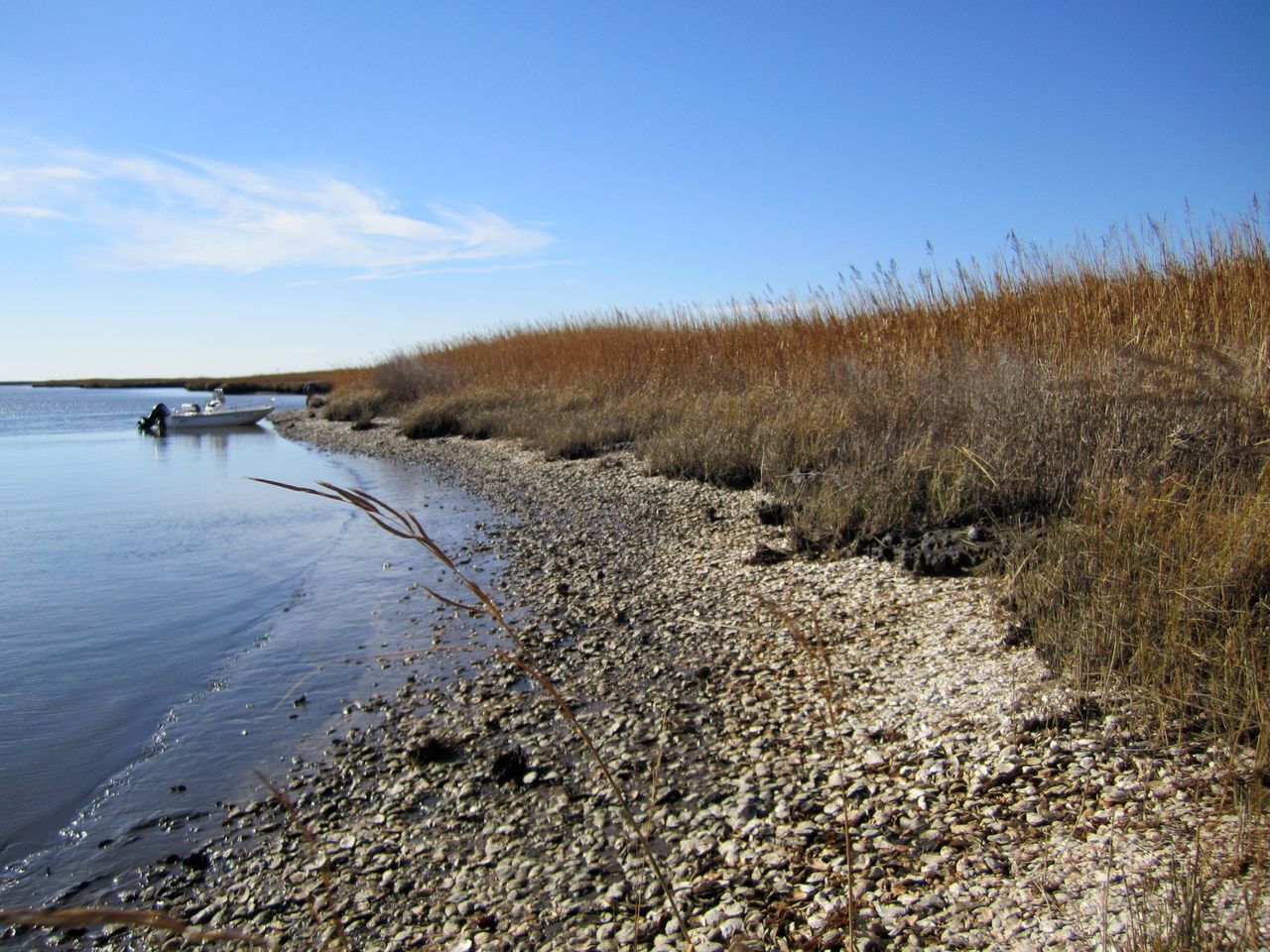 An eroding late Holocene Native American oyster midden at low tide in Fishing Bay, Maryland.