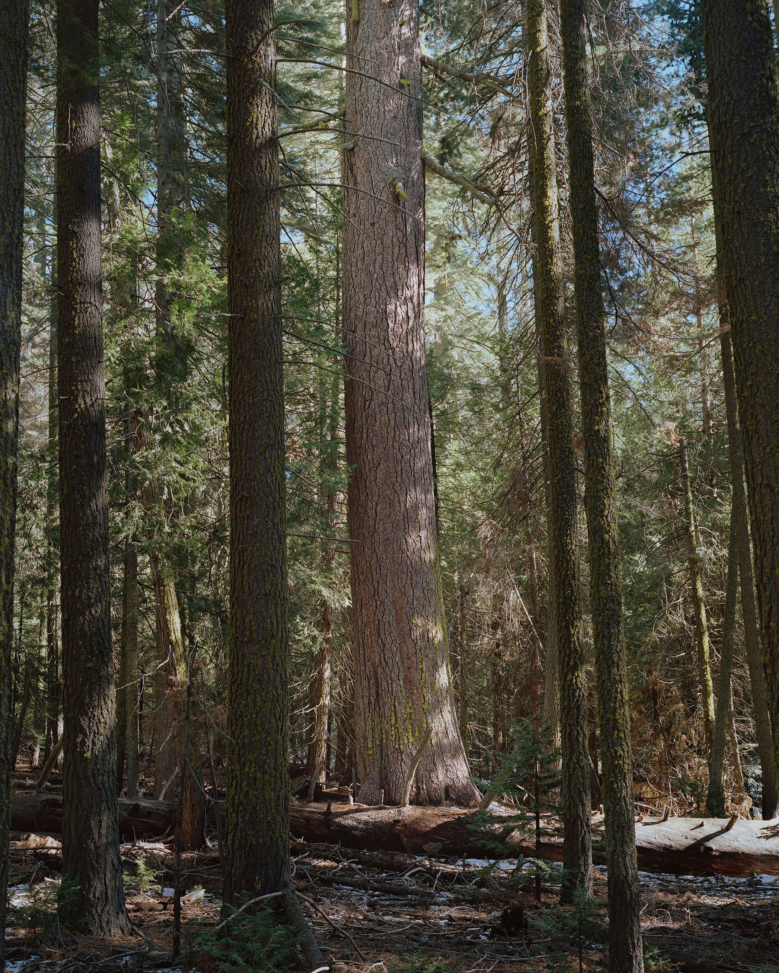 The former Co-Champion Sugar Pine, located in Yosemite National Park, California.