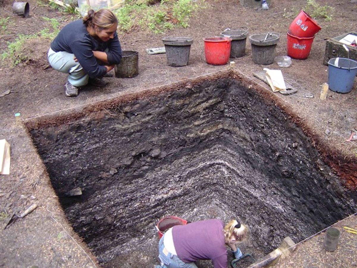 A dense shell-midden deposit spanning the past 1,000 years as exposed during excavation at a Tseshaht First Nation village in the Pacific Northwest.