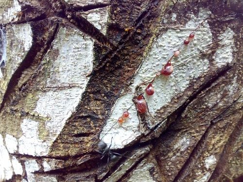 Sangre de Grado, Croton lechleri