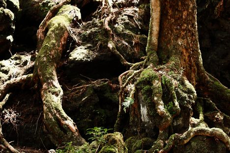 Day 8: Aokigahara Forest and other Suicide Spots