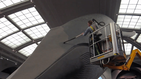 Someone's gotta vacuum the whale.