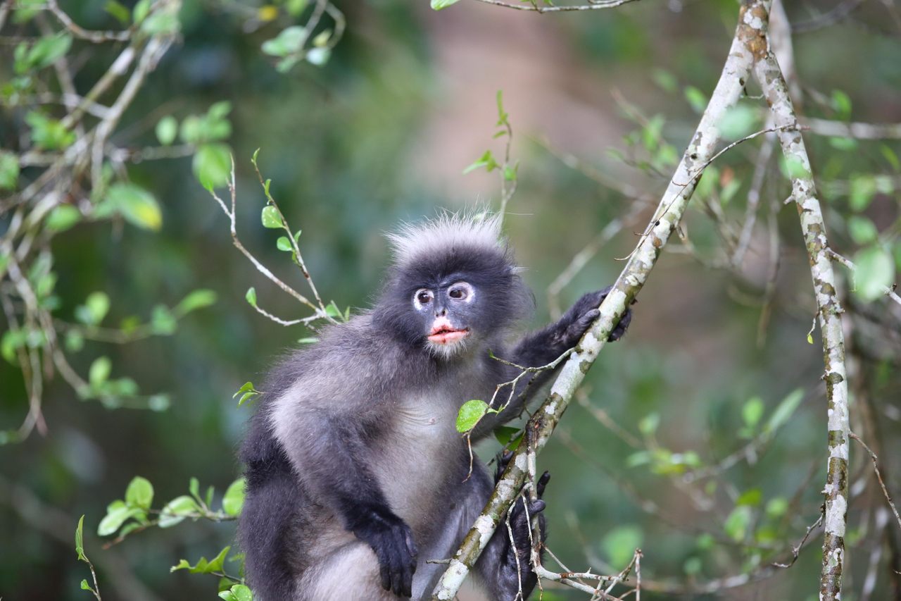 The endangered langurs need a hand—and, in Teluk Bahang, a bridge made from fire hoses.