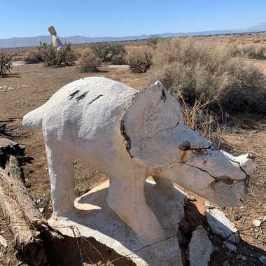 A triceratops lies rotting in the sun.