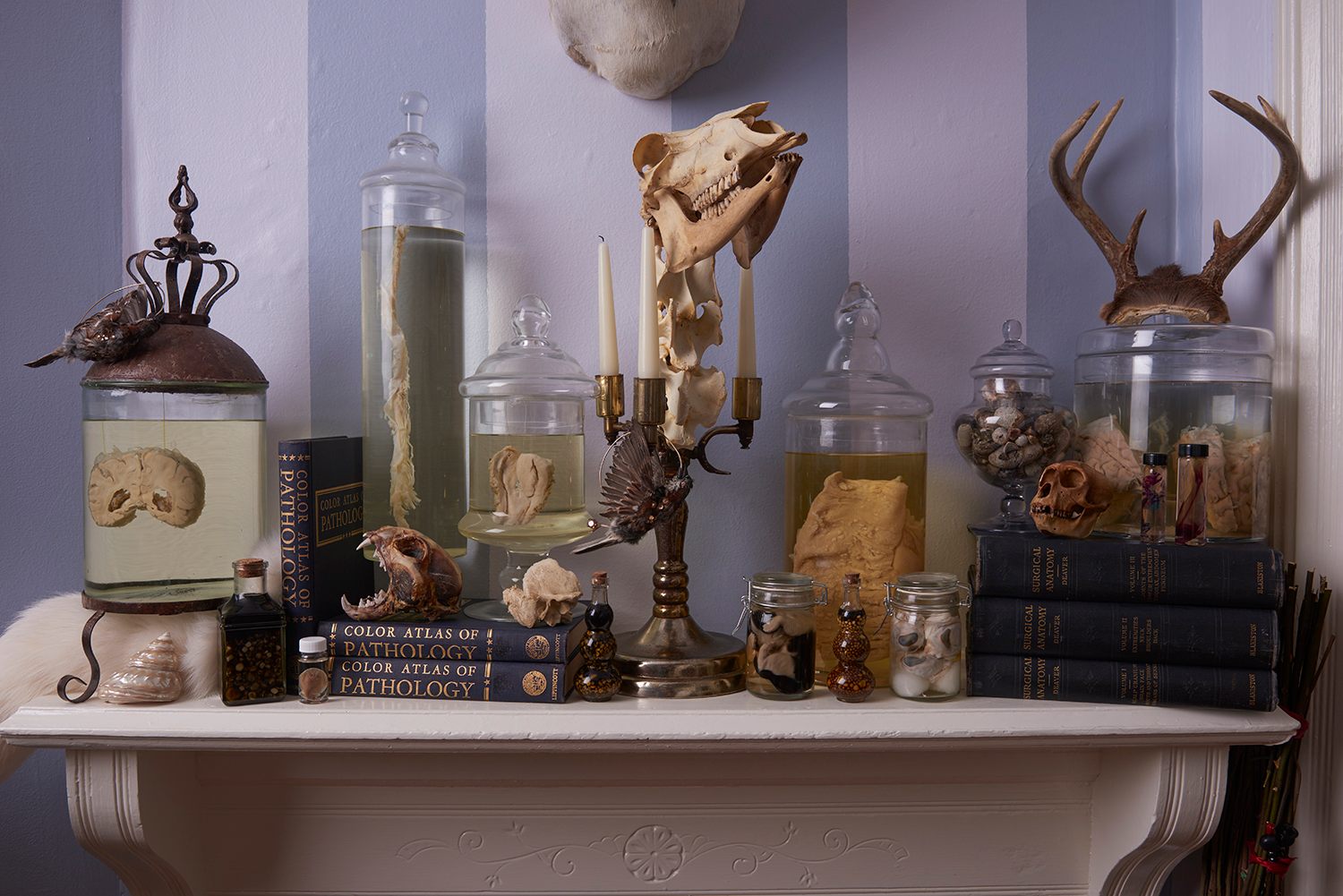 Specimens in Nicole Angemi's collection include a  bone candelabrum, and a mummifed lynx skull.