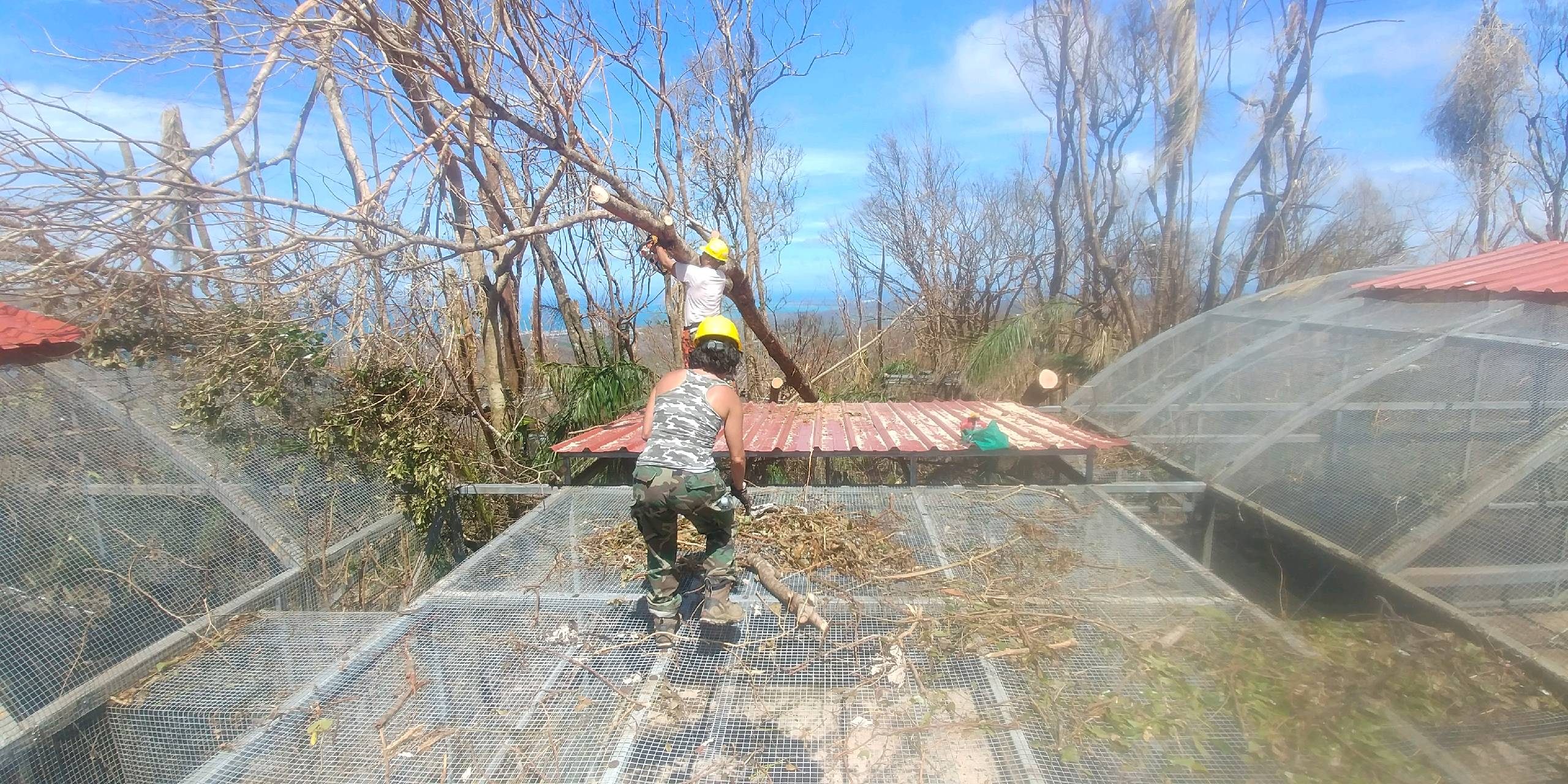 Researchers work to repair one of the Iguaca Aviary's parrot cages.