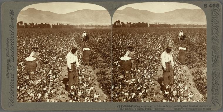 Chinese laborers in Peru, 1900.