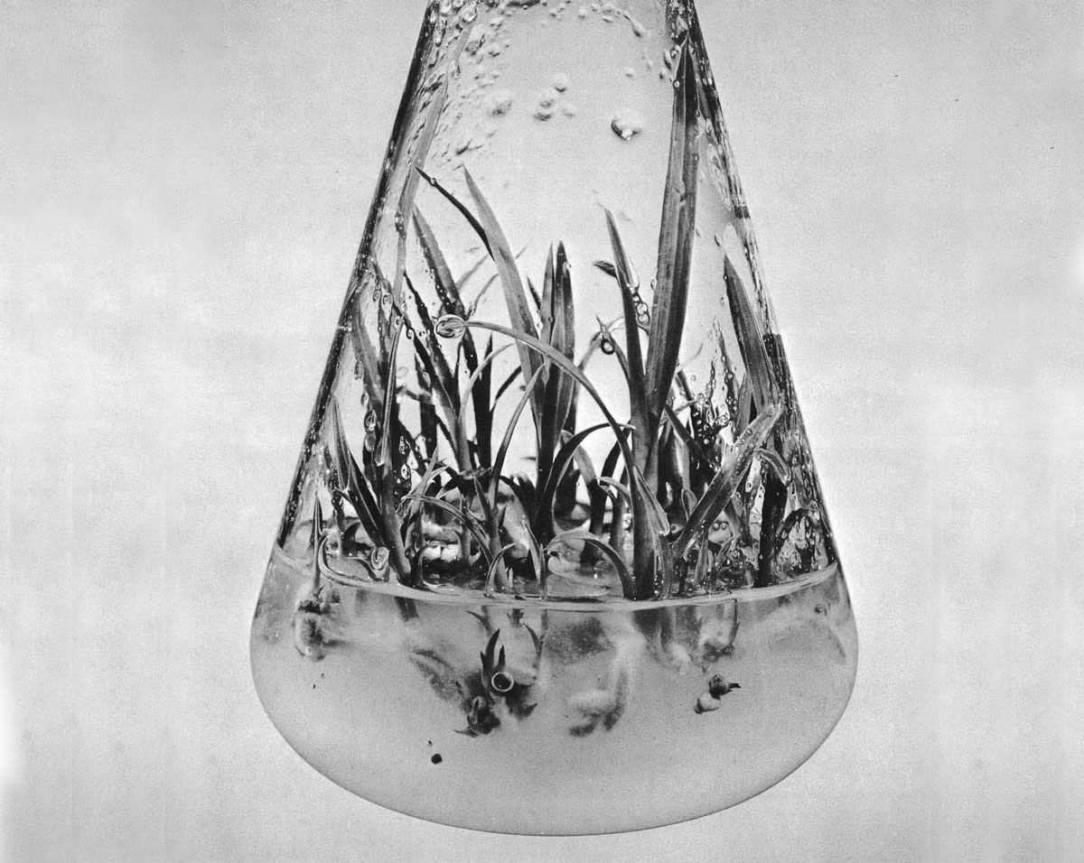 "Aseptic clonal propagetion of a Cymbidium from tissue culture of a shoot apical meristem. Fragments of tissue were placed an nutrient agar in this flask 2 1/2 months prior to the picture. The tissue was taken from a tissue mass at the end of the third transfer from the original isolation."