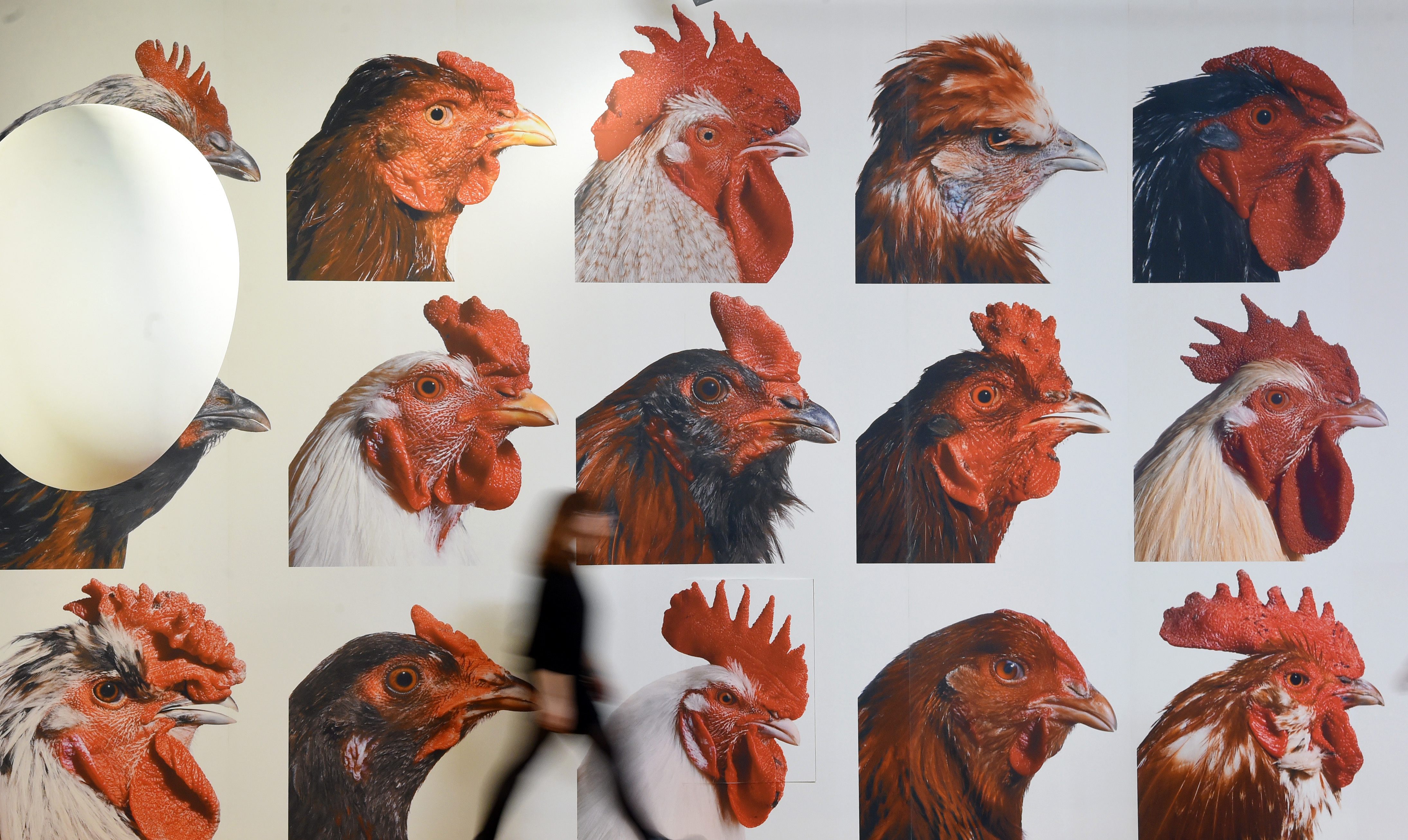 Part of Vanmechelen's 2015 "Cosmopolitan Chicken Project."