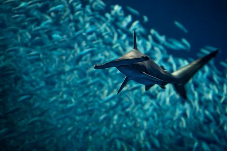 A hammerhead shark may look ominous, but in the wild they have no beef with humans. 