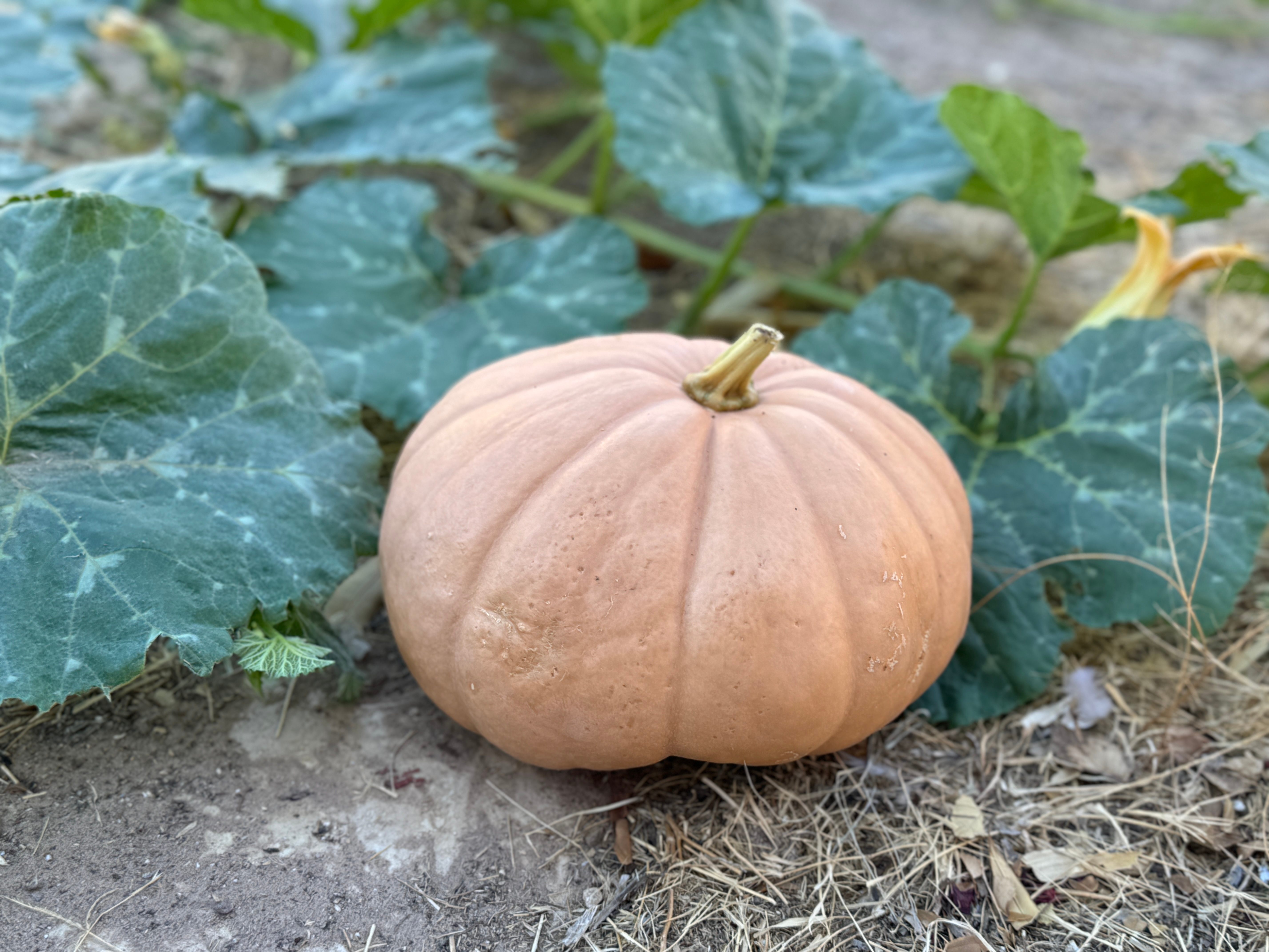 The pale, flat-bottomed pumpkin gets its name because it resembles a wheel of cheese.