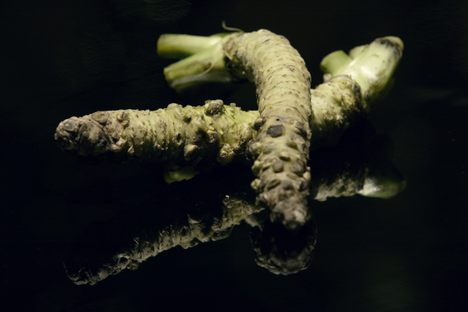 Fresh wasabi, nature's own fire ant fighter.