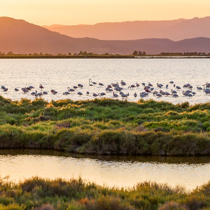 Flamingos in Ebro Delta