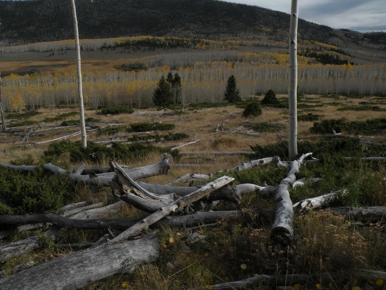 An area of Pando that is noticeably losing density.