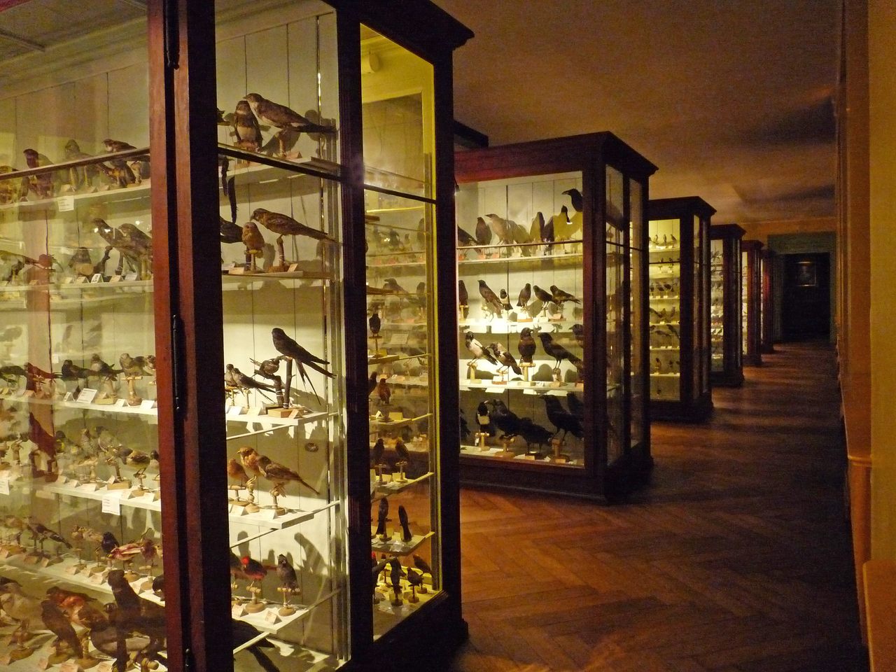 Somewhere within the halls of the Strasbourg Zoological Museum, you might stumble upon a hoax.
