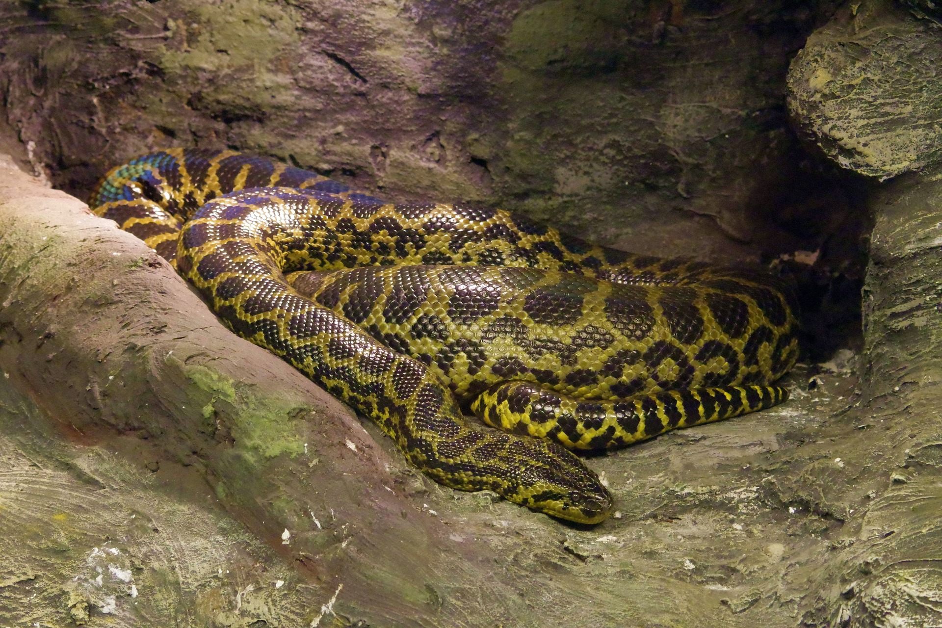 A python awaits its next enormous meal.