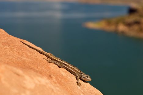 Surprise! You're Having a Virgin Animal Birth