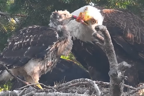 A young red-tailed hawk takes food from its accidental guardian, a mature bald eagle.