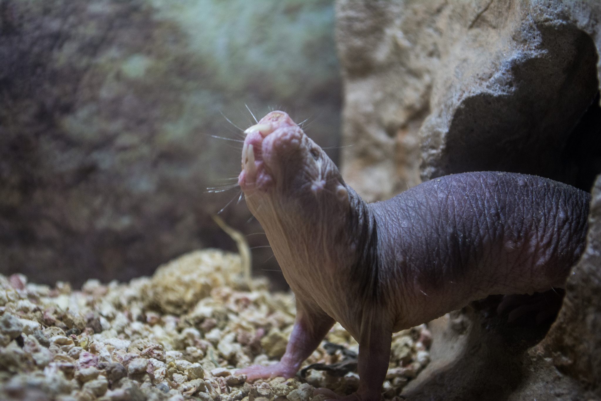 Unlike Other Animals, Naked Mole Rats Don't Seem to Age - Atlas Obscura