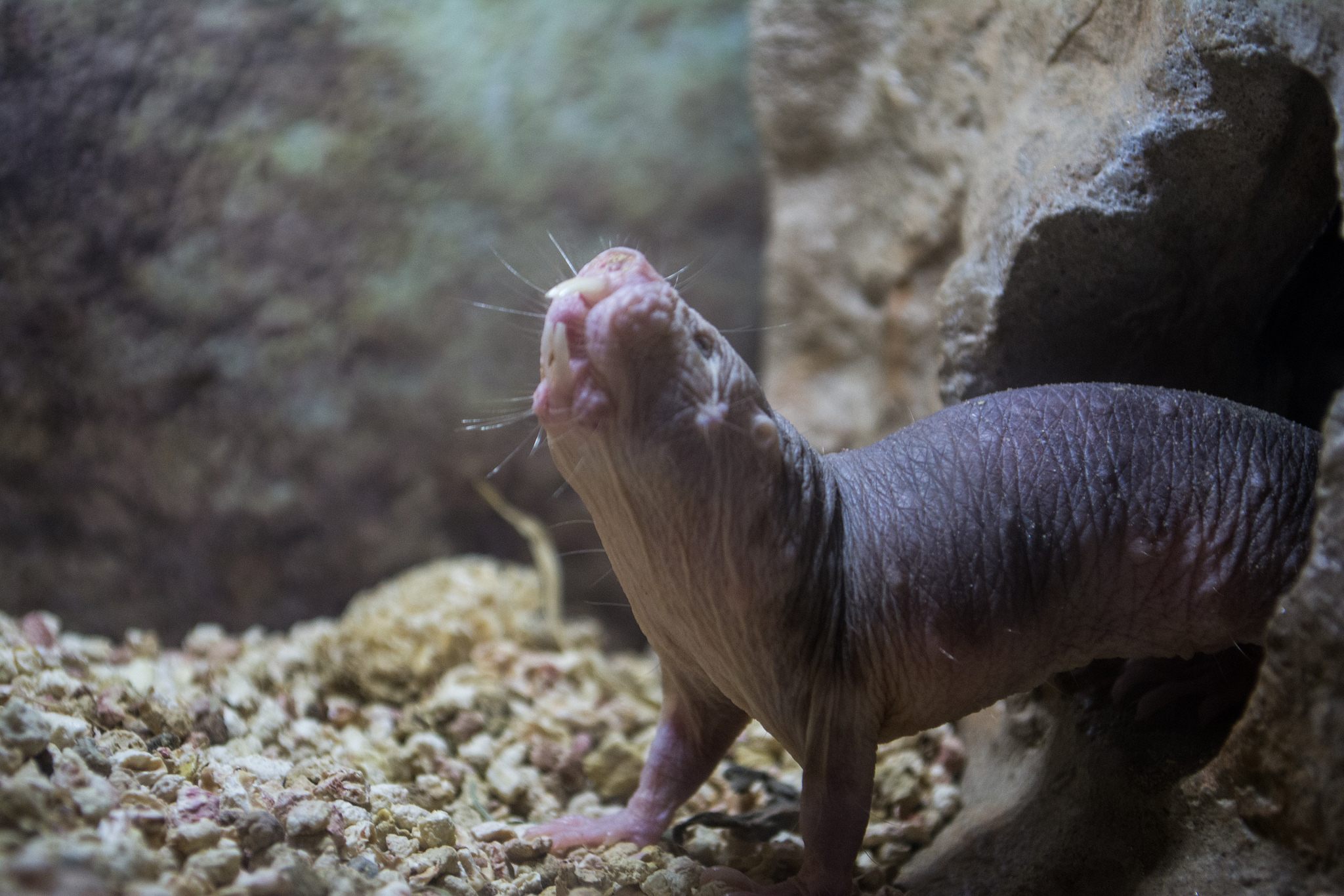 Mole rat defies natural selection