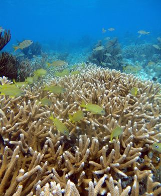 1,000 Mermaids Artificial Reef - Atlas Obscura