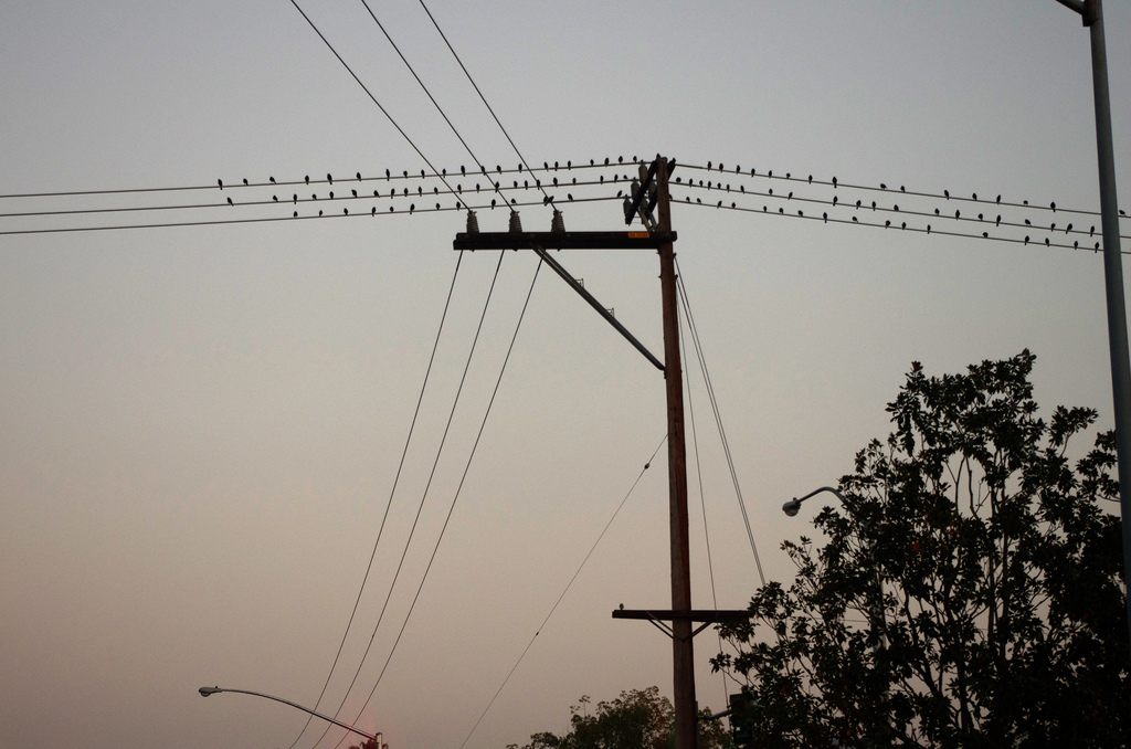 Starlings on a telegraph pole