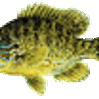 Profile image for dushunpellytrdgn