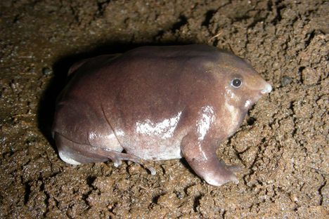 Meet the World's Newest Pig-Nosed Purple Frog