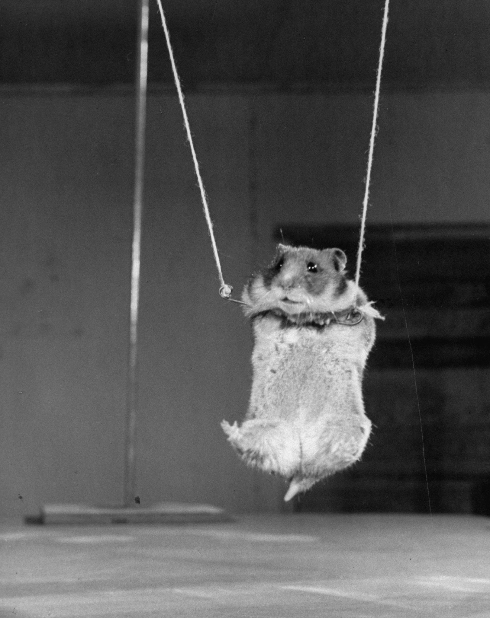 A tiny hamster hanging by his upper legs on a miniture trapeze.