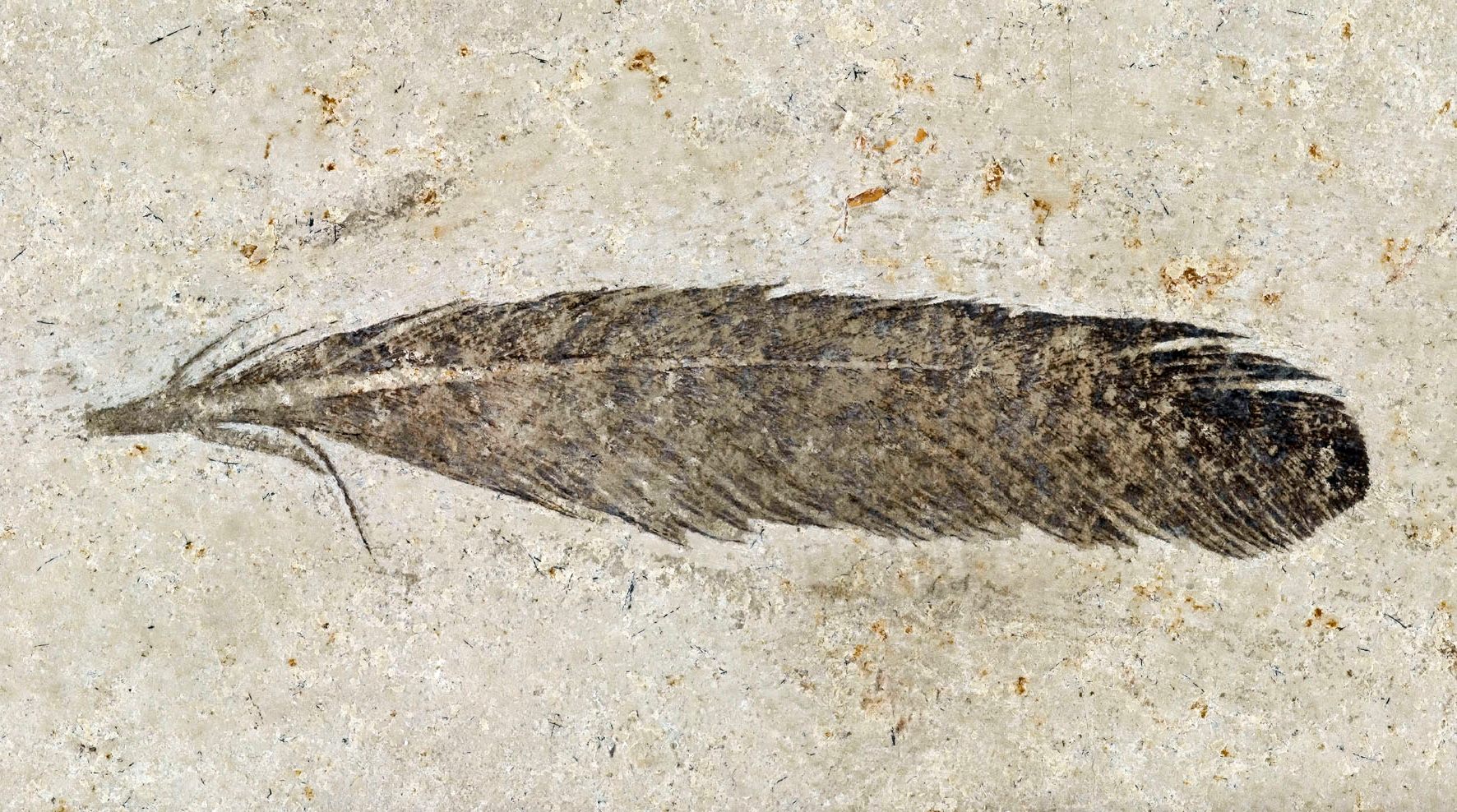 The first fossil feather ever found catalyzed the new field of 'paleomixology.'