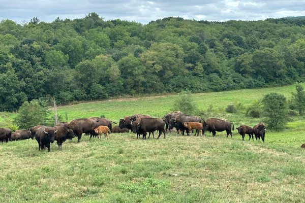 Bison can weigh 2,000 pounds and can move surprisingly fast. 