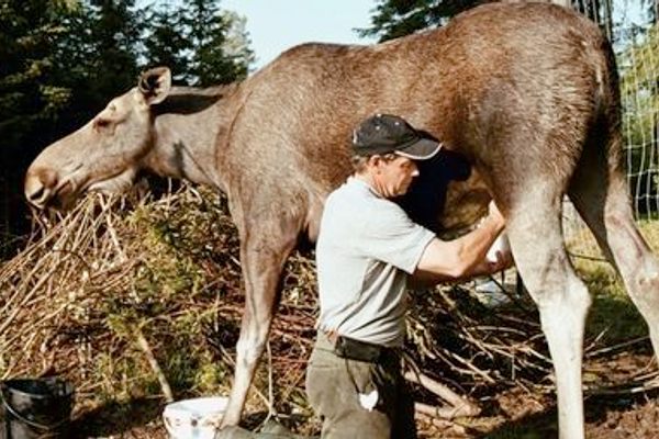 It takes quiet and calm to milk a moose.
