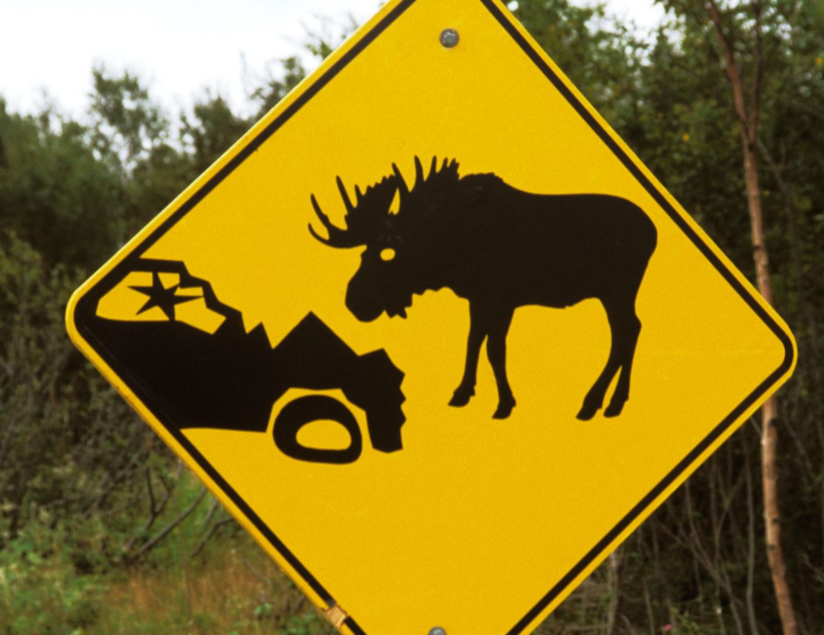 Moose-vehicle collisions are a scary reality in Newfoundland.