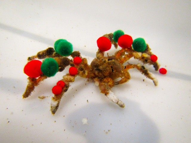 Why Is This Crab Wearing Red and Green Pom-Poms? - Atlas Obscura