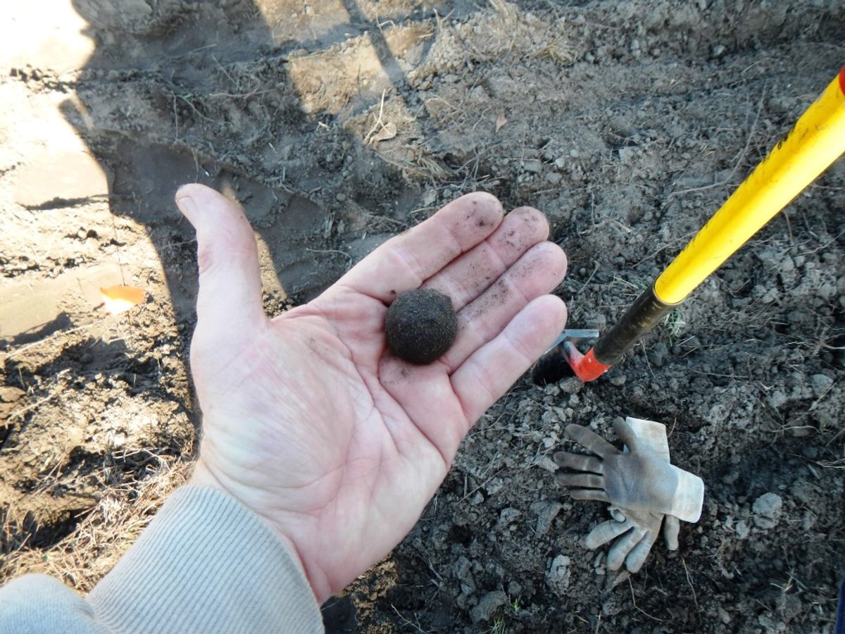 One of the large grapeshot that the British shot at the American forces on the Combahee River.