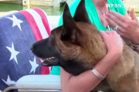 This Dog Fell Overboard and Was Rescued After Swimming Six Miles to Shore