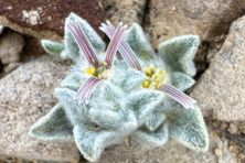 The first photo of the woolly devil made a stir among botanists when Deb Manley uploaded it to iNaturalist in March 2024.