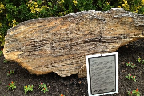 Mississippi Petrified Forest