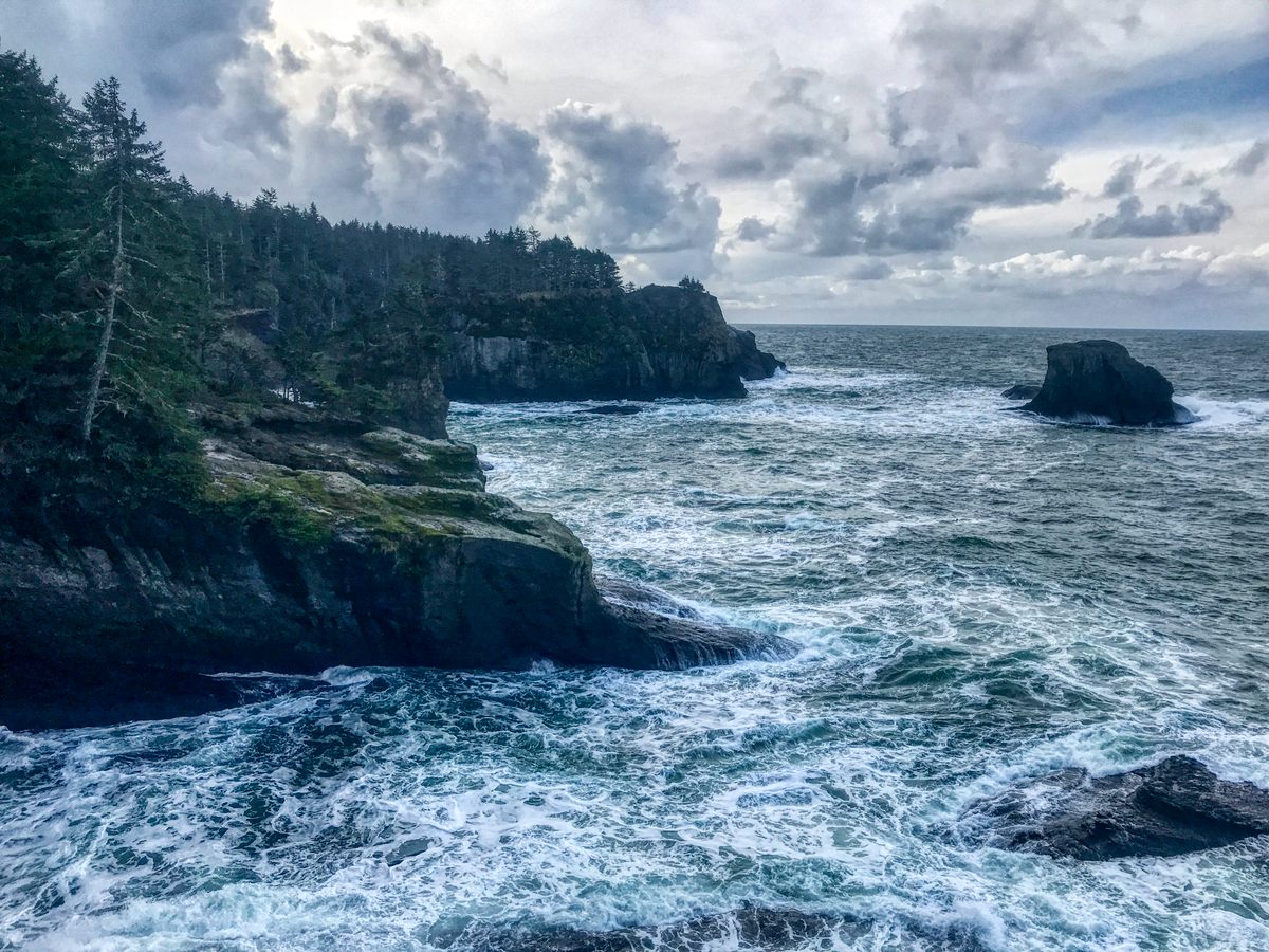 A Cougar Swam Puget Sound, Making a Splash Among Scientists - Atlas Obscura