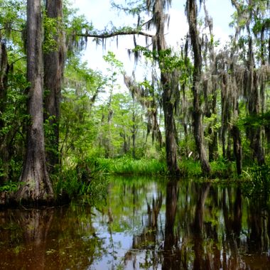 Watch out for any chimp-gator hybrids lurking in the tea-colored water of Honey Island Swamp.