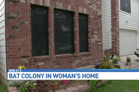 The Small Mystery of Why Bats Keep Returning to This House
